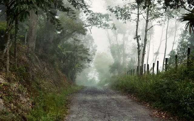 Narrow country lane disappearing into morning fog